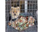 Adopt Mickey a Red/Golden/Orange/Chestnut Pomeranian / Mixed dog in Ladson