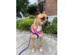 Adopt Sugar a Tan/Yellow/Fawn - with Black Boxer / Mixed dog in Lynnwood