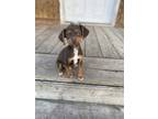 Adopt Paco a Brown/Chocolate Miniature Pinscher / Beagle / Mixed dog in Baton