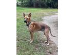 Adopt Rocky a Tan/Yellow/Fawn - with Black German Shepherd Dog / German Shepherd
