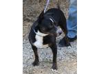 Adopt Brutus a Black - with White Terrier (Unknown Type, Medium) / Rottweiler /