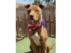 Adopt Lightening Mcqueen a Red/Golden/Orange/Chestnut Staffordshire Bull Terrier