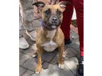 Adopt Smoke a Brown/Chocolate Boxer / Mixed Breed (Medium) / Mixed (short coat)