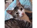 Adopt Charlotte a Gray, Blue or Silver Tabby Domestic Shorthair (short coat) cat