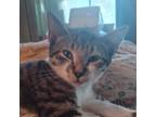 Adopt Scamp a Gray, Blue or Silver Tabby Domestic Shorthair (short coat) cat in