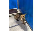 Adopt Cooper a Gray/Blue/Silver/Salt & Pepper German Shepherd Dog dog in
