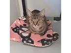Adopt Allosaurus a Brown Tabby Domestic Shorthair / Mixed (short coat) cat in