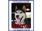 Adopt Brutus - COURTESY LISTING a White Siberian Husky / Mixed dog in Valley