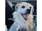 Adopt Finley a Tan/Yellow/Fawn Terrier (Unknown Type, Small) / Mixed dog in