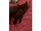 Adopt Dottie a Tortoiseshell Domestic Shorthair (short coat) cat in Painted