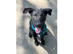 Adopt Freddie a Black Labrador Retriever / Mixed Breed (Medium) / Mixed (short