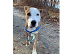 Adopt Wallace a Tricolor (Tan/Brown & Black & White) Boxer / Hound (Unknown