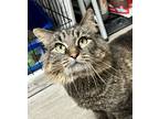 Adopt Delaney a Brown Tabby Domestic Longhair (long coat) cat in Fremont