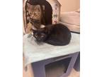 Adopt Greyworm (BARN BUDDY) a All Black Domestic Shorthair / Mixed Breed