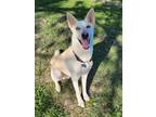 Adopt Starsky a White - with Tan, Yellow or Fawn German Shepherd Dog / Husky /