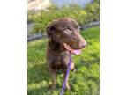 Adopt Cooper a Brown/Chocolate Labrador Retriever / Labradoodle / Mixed dog in