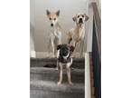 Adopt SHADOW a Black - with Tan, Yellow or Fawn Shepherd (Unknown Type) / Husky