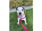 Adopt Eden a White - with Brown or Chocolate Labrador Retriever / Pit Bull