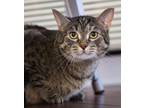Adopt PingPing a Brown Tabby Domestic Shorthair (short coat) cat in Chicago