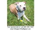 Adopt Buddy a Tan/Yellow/Fawn - with White American Pit Bull Terrier / Mixed dog