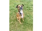 Adopt Rocky a Brown/Chocolate American Pit Bull Terrier / Mixed Breed (Medium) /