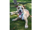 Adopt Veruca a Tan/Yellow/Fawn American Pit Bull Terrier / Mixed Breed (Medium)