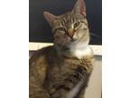 Adopt Desiree a Tan or Fawn Tabby Domestic Shorthair (short coat) cat in
