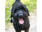 Adopt Bernie a Black Labradoodle / Mixed dog in Louisville, KY (33109570)
