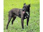 Adopt Dempsey a Brindle Terrier (Unknown Type, Medium) / Mixed Breed (Medium) /