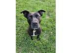 Adopt Sugar a Black American Pit Bull Terrier / Mixed dog in Fort valley