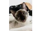 Adopt Sage a Cream or Ivory Siamese (short coat) cat in San Antonio