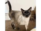 Adopt Lucky a Cream or Ivory Siamese (short coat) cat in San Antonio