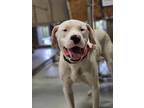 Adopt Simon a White Dogo Argentino / Mixed dog in Tampa, FL (38460943)