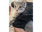 Adopt Poppy a Gray, Blue or Silver Tabby Domestic Shorthair (short coat) cat in