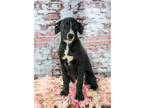 Adopt Giblet a Black - with White Terrier (Unknown Type, Medium) / Whippet /