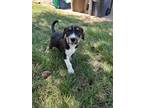 Adopt Ric a Tricolor (Tan/Brown & Black & White) Beagle / Retriever (Unknown