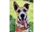 Adopt ROMEO a Tan/Yellow/Fawn Boxer / German Shepherd Dog / Mixed dog in San