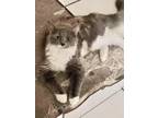 Adopt Coco a Calico or Dilute Calico Maine Coon (long coat) cat in San Antonio