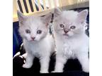 Adopt Estelle a White Siamese (medium coat) cat in San Antonio, TX (38550162)