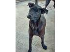 Adopt Penn a Black - with White Terrier (Unknown Type, Medium) / Labrador