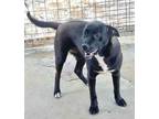 Adopt Darby a Black - with White Terrier (Unknown Type, Medium) / Labrador