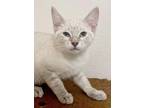 Adopt Storm a Cream or Ivory Siamese (short coat) cat in San Antonio