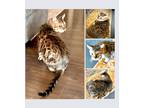Adopt Ringo a Brown or Chocolate Bengal (short coat) cat in San Antonio
