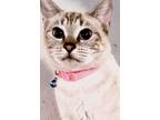 Adopt Pearl a Cream or Ivory Siamese (short coat) cat in San Antonio