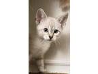 Adopt Moonbeam a Cream or Ivory Siamese (short coat) cat in San Antonio
