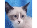Adopt Launch a Cream or Ivory Siamese (short coat) cat in San Antonio