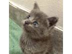 Adopt Gus a Gray or Blue Manx (medium coat) cat in San Antonio, TX (38204959)