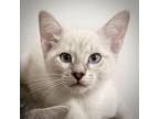 Adopt Lightning a Cream or Ivory Siamese (short coat) cat in San Antonio