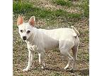 Snow Chihuahua Young Female