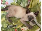 Adopt Dylan a Cream or Ivory Siamese (short coat) cat in San Antonio